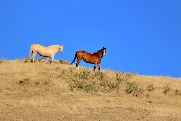 太阳盯着马图片下载