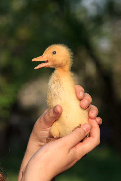 手里拿着一只脏兮兮的黄色鸭子图片下载