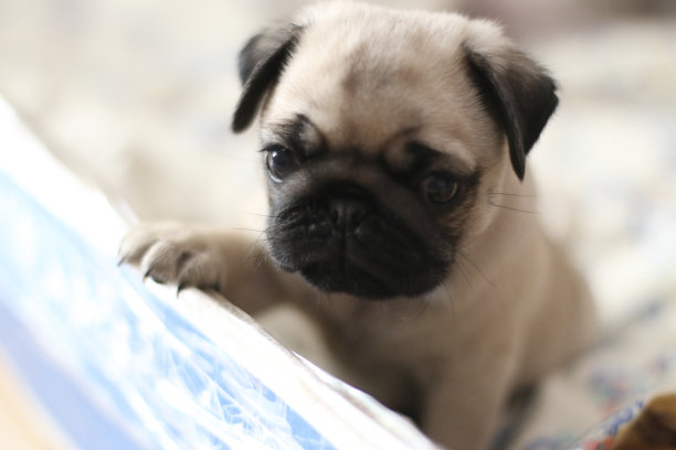 哈巴狗坐在宠物床上的照片图片下载