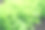 新鲜的绿色生菜沙拉背景。花园床上的绿叶特写图片下载