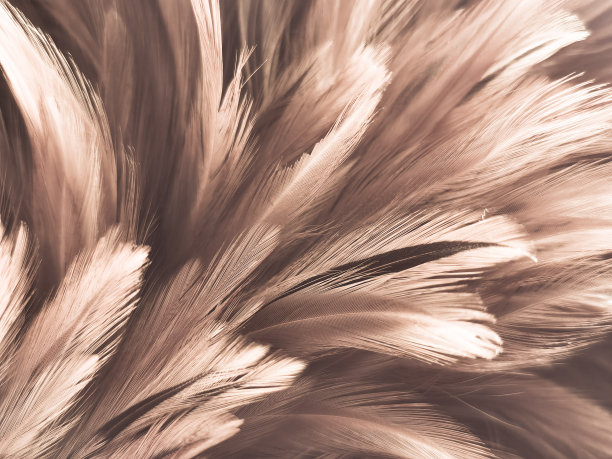 美丽抽象的白色和棕色羽毛上的白色背景和柔软的黄色羽毛纹理上的白色图案和黄色背景，羽毛背景，金色羽毛横幅，棕色纹理图片下载