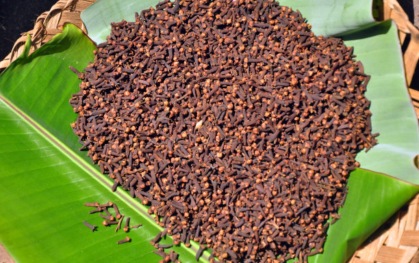 丁香的花图片下载