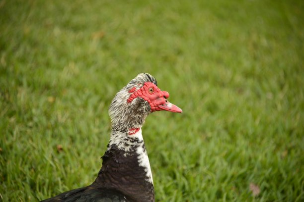 大型的莫斯科公鸭图片下载