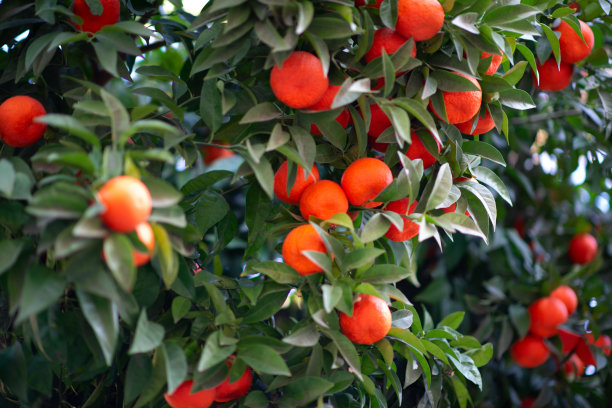 一棵果实成熟的橘子树。橘子。阳光下新鲜成熟的橙子的叶子。无核小蜜橘树的照片。柑橘类图片下载