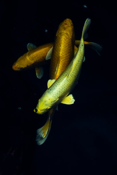 美丽的锦鲤蝴蝶黑色背景图片下载