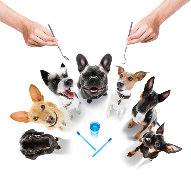 牵着狗绳等着遛狗图片下载