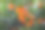 一棵果实成熟的橘子树。橘子。阳光下新鲜成熟的橙子枝叶茂盛。无核小蜜橘树的照片。柑橘类图片下载