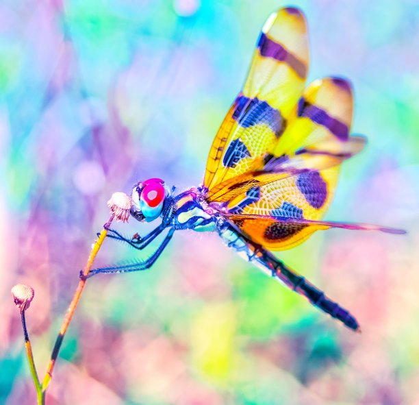 幻想蜻蜓特写图片下载