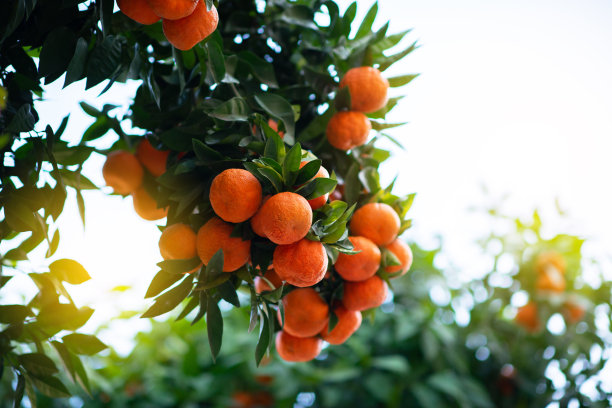 一棵果实成熟的橘子树。橘子。阳光下新鲜成熟的橙子的叶子。无核小蜜橘树的照片。柑橘类图片下载