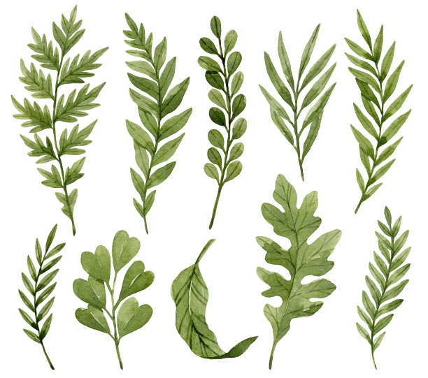 一组水彩树叶和树枝。绿色水彩桉树，蕨类和树枝。图片下载