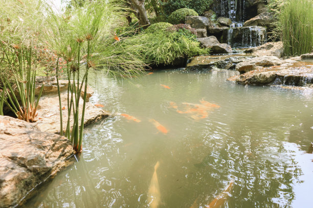 锦鲤在花园的池塘里图片下载