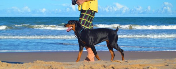 那普拉亚海滩上的杜宾犬图片下载