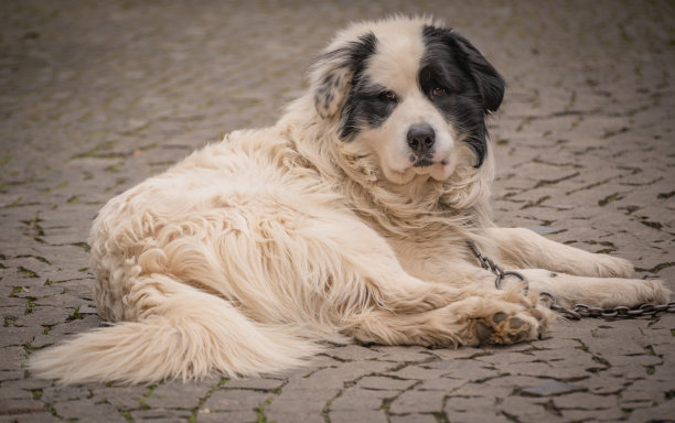 乡间院子里的比利牛斯山狗图片下载