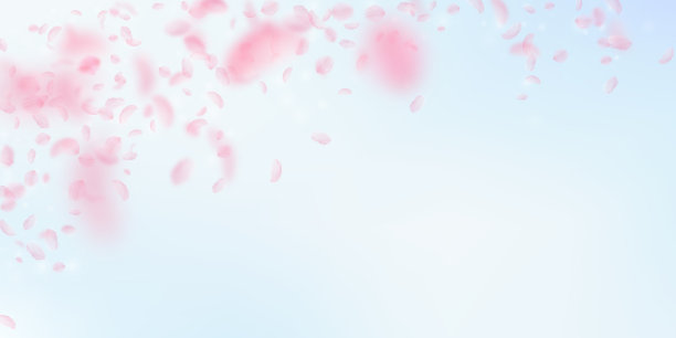 樱花花瓣飘落，浪漫的粉红色花朵图片下载