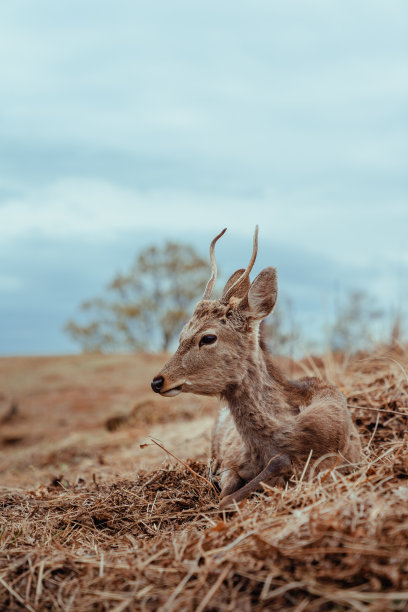 日本奈良若久草山上的鹿坐在草地上图片下载