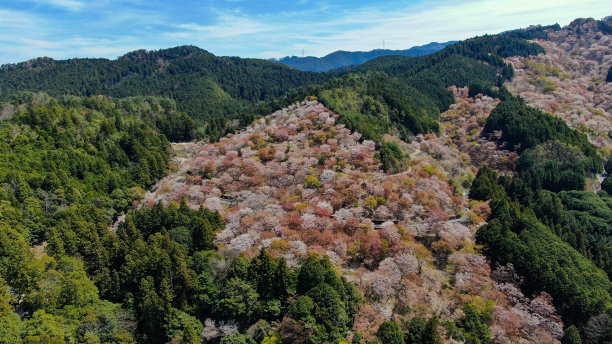 樱花，日本吉野的樱花图片下载