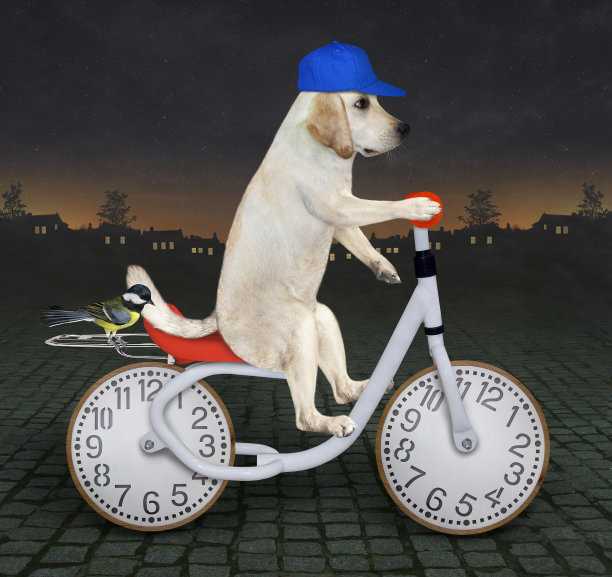 狗拉布拉多在路上骑自行车的夜晚图片下载