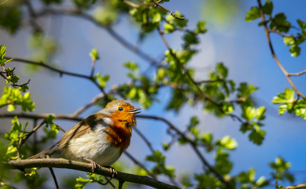 欧洲罗宾特写图片下载