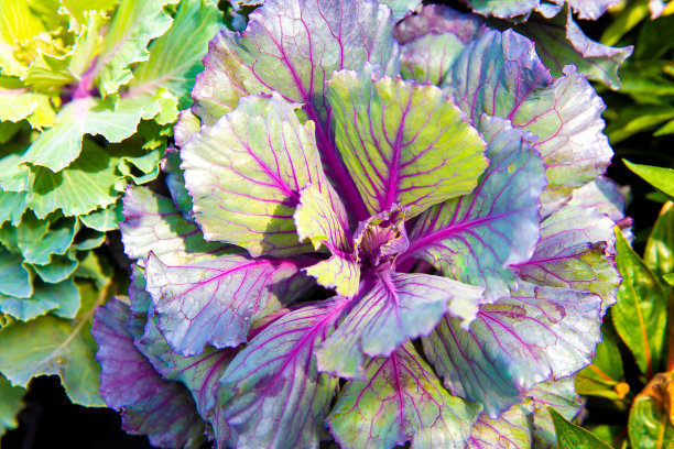 近距离观看绿色和紫色卷心菜的叶子图片下载