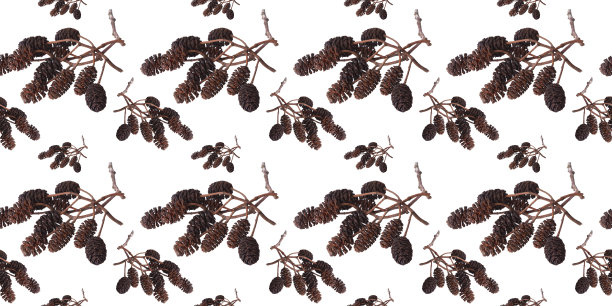 无缝隙的图案与桤木球果的一个分支。图片下载