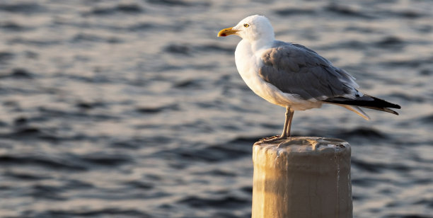 海鸥站在木塔上，面向日出图片下载