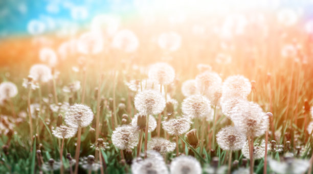 绿色的田野，白色和黄色的蒲公英在户外的大自然在夏天。全景图片下载