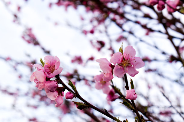 美丽的桃树花在一个阳光灿烂的日子盛开图片下载