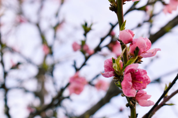 美丽的桃树花在一个阳光灿烂的日子盛开图片下载