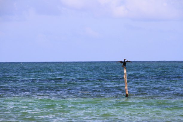 像埃及人一样走路……鸟!图片下载