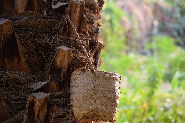手工制作的红枣果篮挂在花园里的树上。枣叶植物天然。亚洲夏季水果巴俾路支省农业壁纸背景照片图片下载