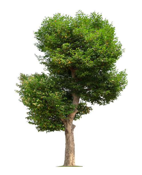 一棵大树孤立在白色背景上图片下载