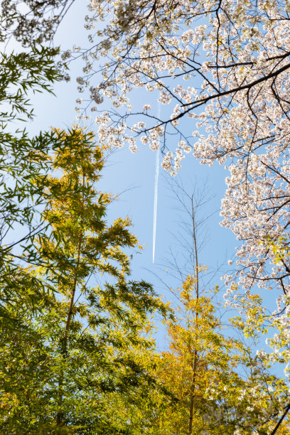樱花和竹子之间的轨迹图片下载