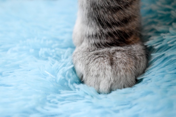灰斑猫的爪子在蓝色的背景上图片下载