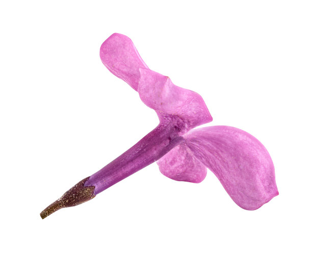 白色背景上的丁香花图片下载