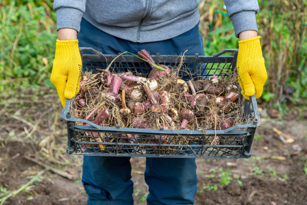 花园修剪剪是黄色的。手与手套。无土剑兰的球茎图片下载