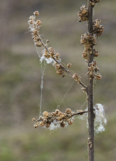 羊毛挂在树枝上图片下载