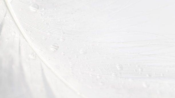 羽毛的背景。大自然鸟类羽毛纹理特写白色微距摄影，对焦柔和。摘要珊瑚粉色的潮流和复古。图片下载