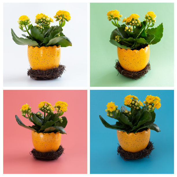 彩色背景上的花盆里的黄色花朵图片下载