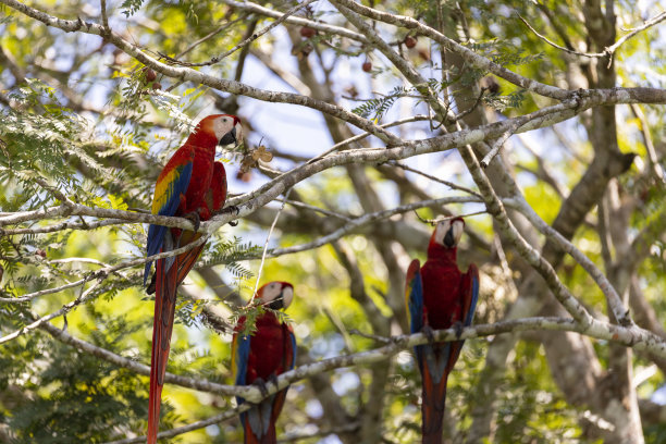 哥斯达黎加奥萨，阿拉半岛，三只红鹦鹉在热带树上休息。图片下载