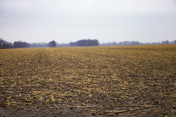 雨后的玉米地解冻了图片下载