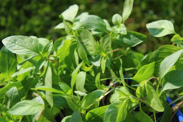 花园里的泰式罗勒图片下载