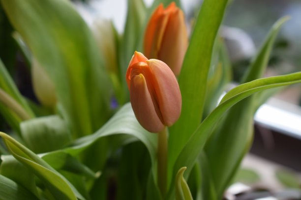 还是闭着的橙色郁金香图片下载