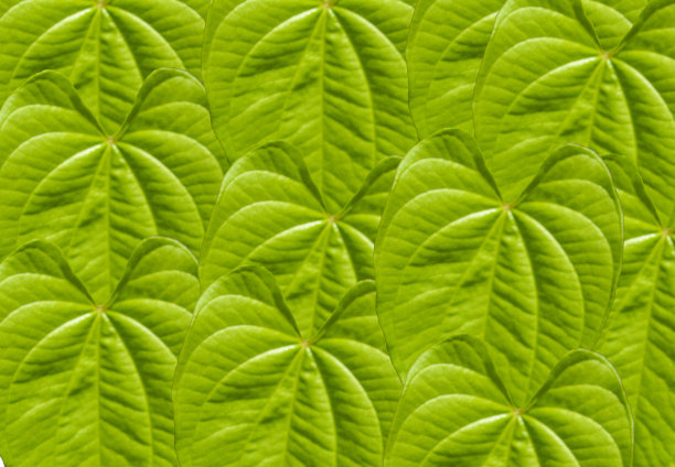 心形的叶子自然背景图片下载