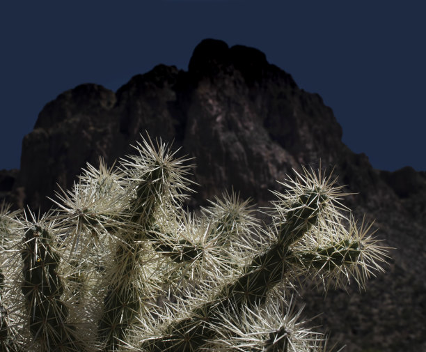 夜间沙漠景观，仙人掌捕捉光线图片下载
