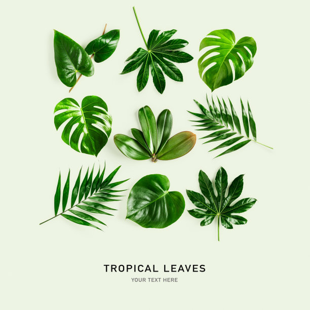 丛林绿叶图案创意图片下载