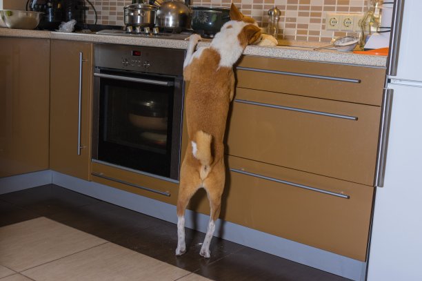 一只名叫巴辛吉的狗独自在家时，试图在厨房的吧台上偷披萨面团图片下载