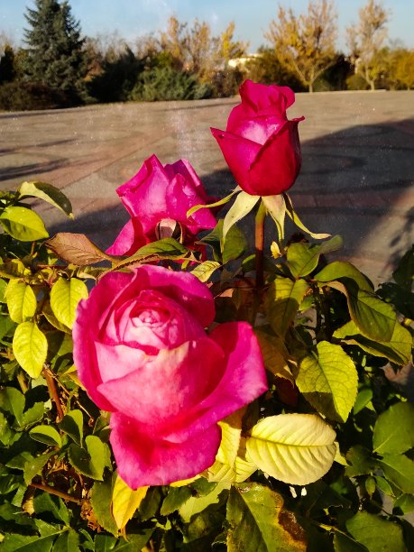 玫瑰花开得很漂亮图片下载