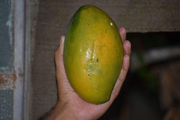 绿色新鲜的芒果挂在花园里的树上。未成熟的芒果叶片天然。亚洲夏季水果巴俾路支省农业壁纸背景照片图片下载