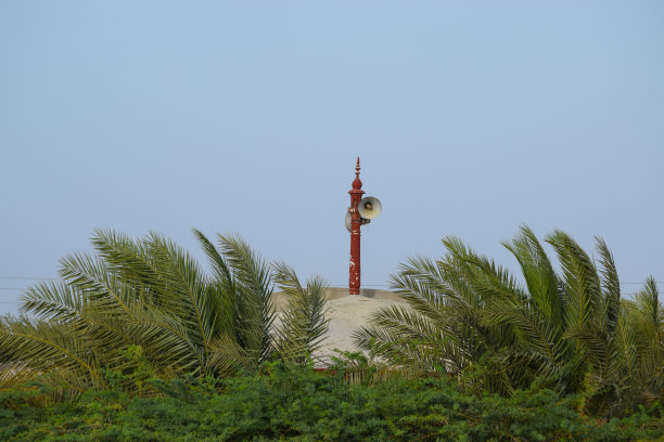 红枣果树在花园里。枣叶植物天然。亚洲夏季水果巴俾路支省农业壁纸背景照片图片下载