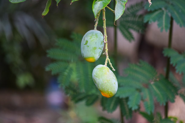 绿色新鲜的芒果挂在花园里的树上。未成熟的芒果叶片天然。亚洲夏季水果巴俾路支省农业壁纸背景照片图片下载